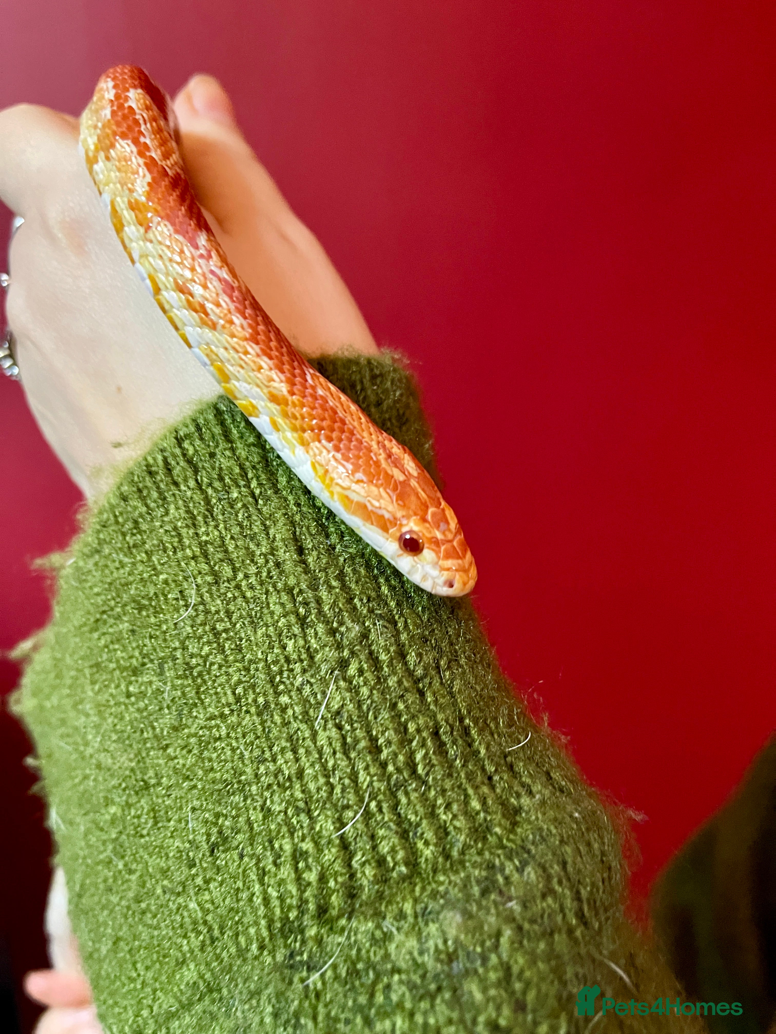 Corn Snake reptiles Beautiful two year old corn snake for sale  - Advert 5