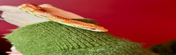 Corn Snake reptiles for sale: Beautiful two year old corn snake for sale  - Advert 1