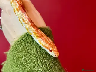 Corn Snake reptiles Beautiful two year old corn snake for sale - Advert 4