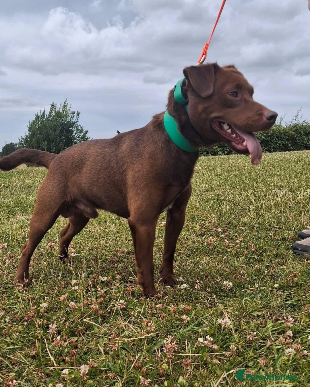 Patterdale Terrier dogs for sale: Working patterdale terrier pups  - Image 5