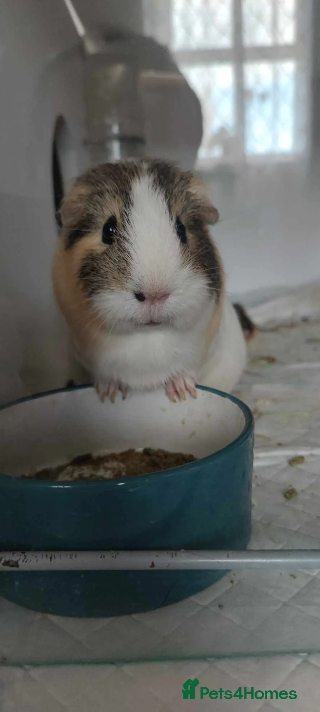Guinea Pig rodents for sale: Lovely Guinea's  in Great Yarmouth - Advert 2