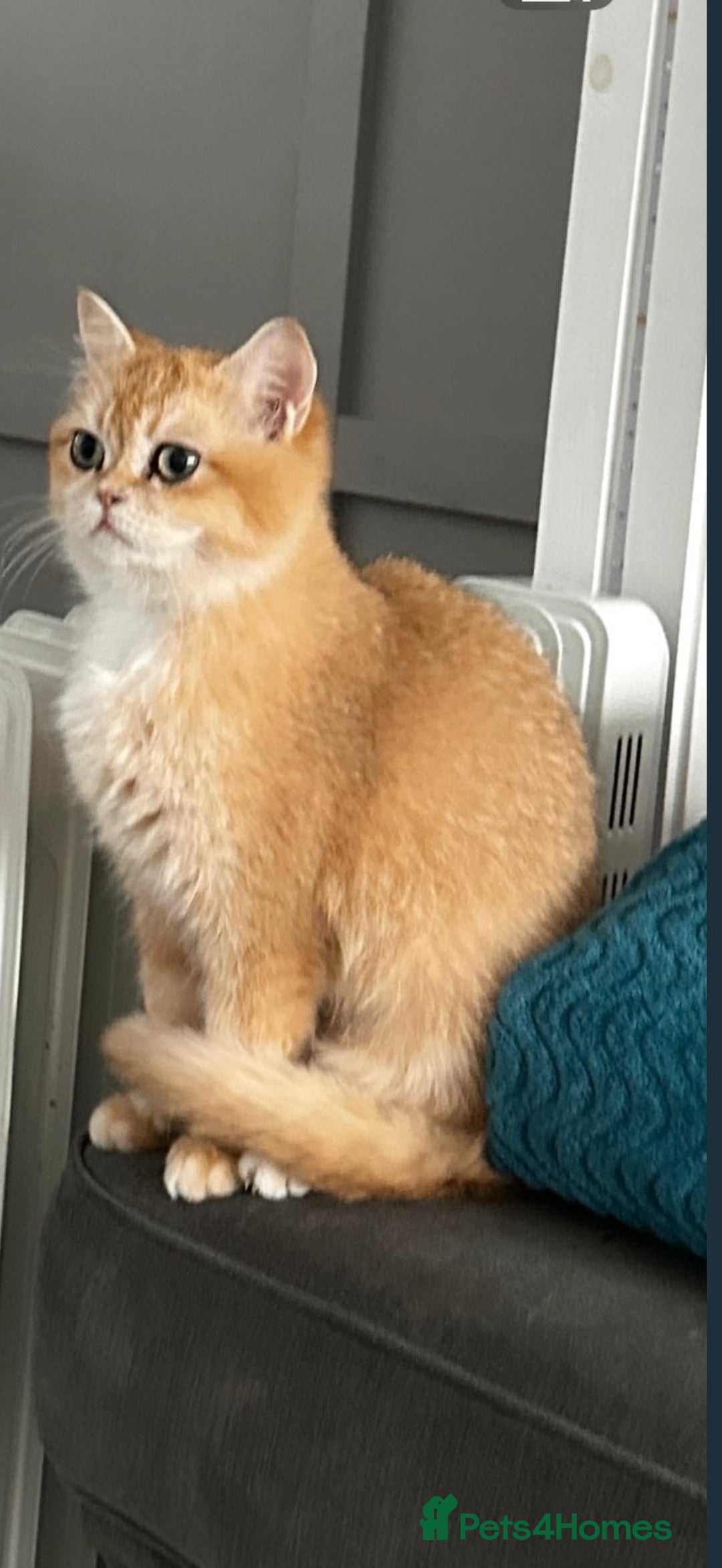 British Shorthair cats for sale: British shorthair 2 kittens - Advert 1