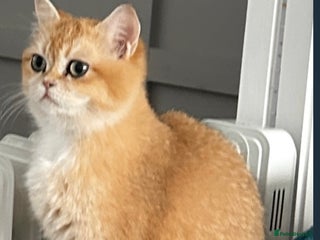 British Shorthair cats British shorthair 2 kittens - Advert 2