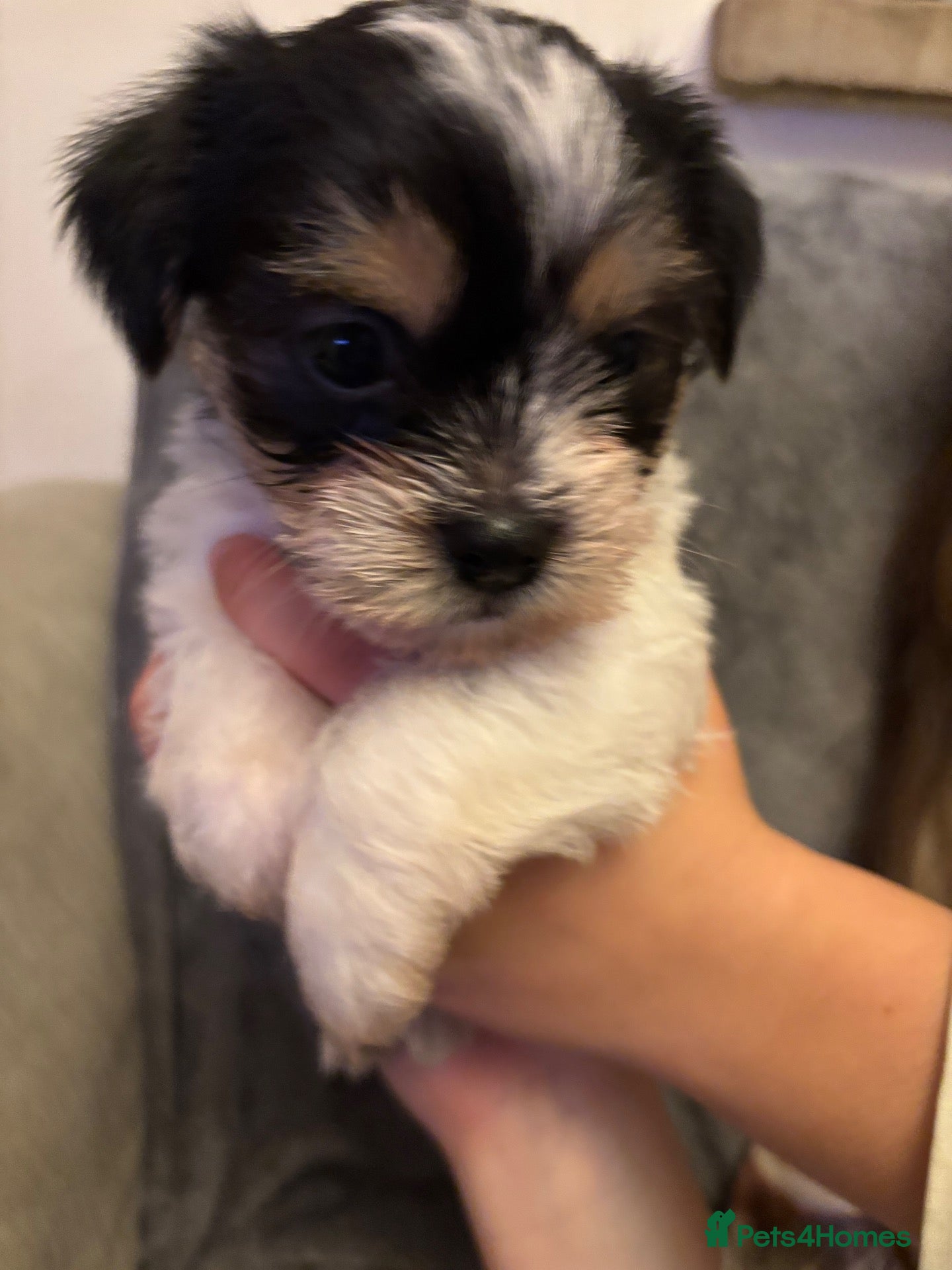 Mixed Breed dogs for sale: Jackrussell cross Shih Tzu puppies  - Advert 4