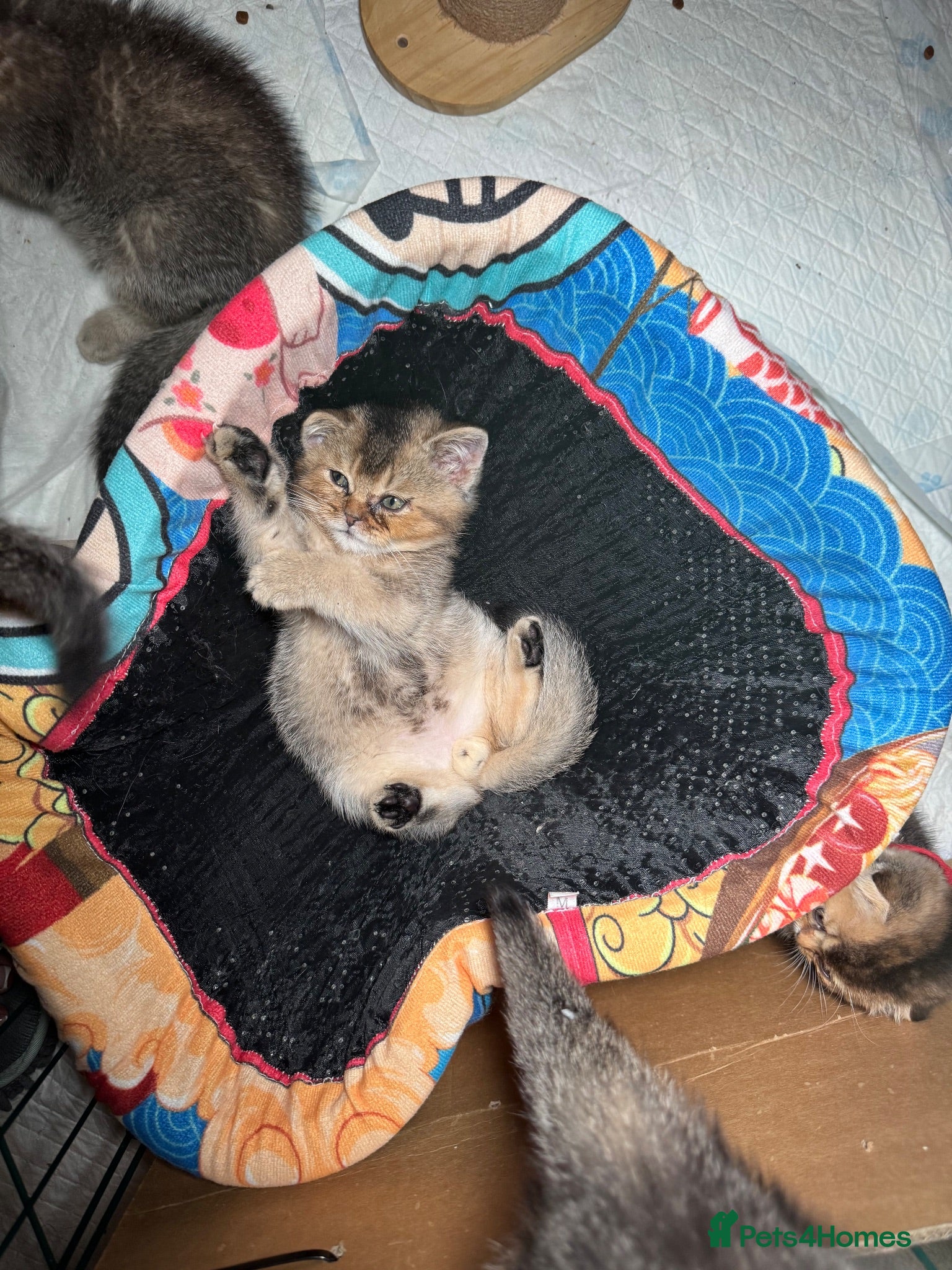 Scottish Fold cats Scottish fold and British shorthair kittens £400 - Advert 2