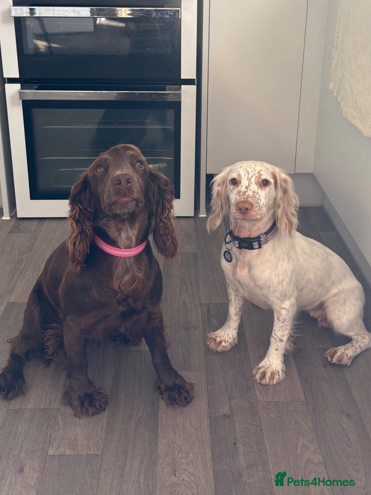 Cocker Spaniel dogs Two beautiful cocker spaniel bitches - Advert 5