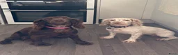 Cocker Spaniel dogs for sale: Two beautiful cocker spaniel bitches in Tewkesbury - Advert 1