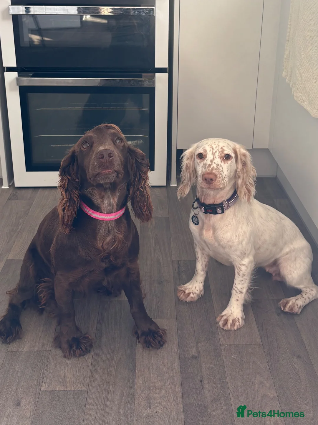 Cocker Spaniel dogs for sale: Two beautiful cocker spaniel bitches in Tewkesbury - Advert 1