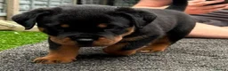Rottweiler dogs for sale: Territory-Smart Tails & Watchful Souls-Rottweilers in Northampton - Advert 8