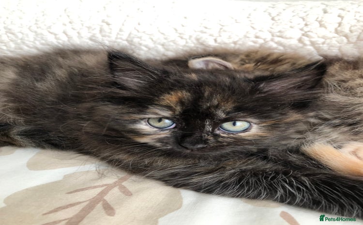 Siberian cats - Advert 11