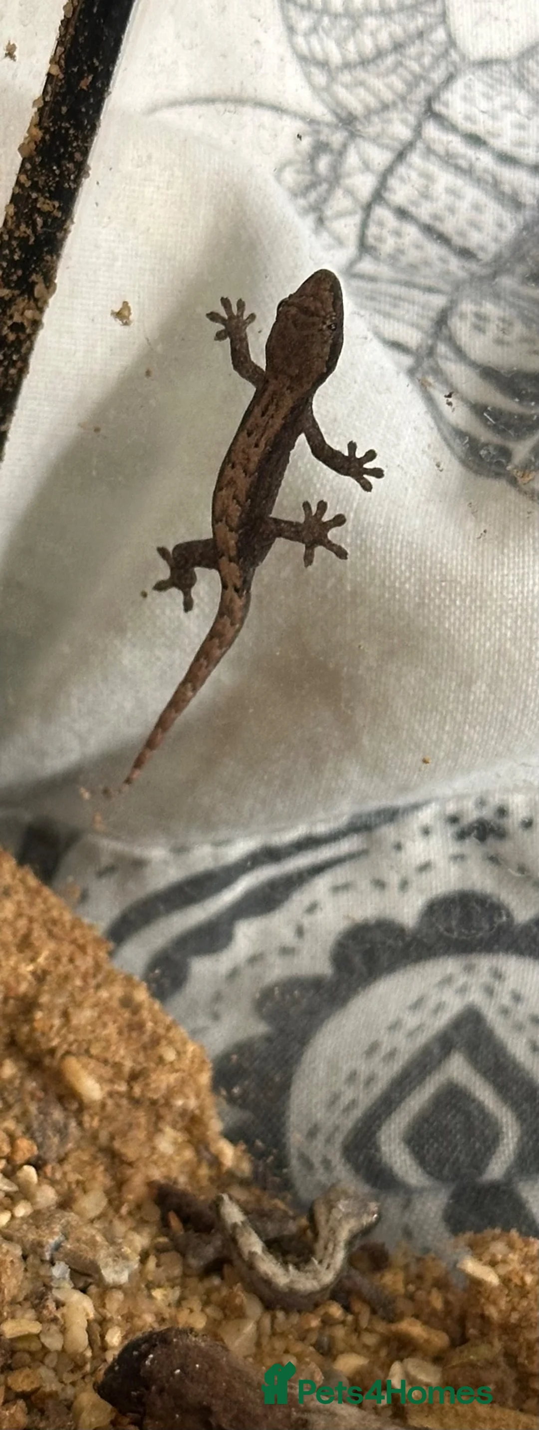 Gecko reptiles for sale: Baby Mourning Geckos (Lepidodactylus lugubris) - Advert 5