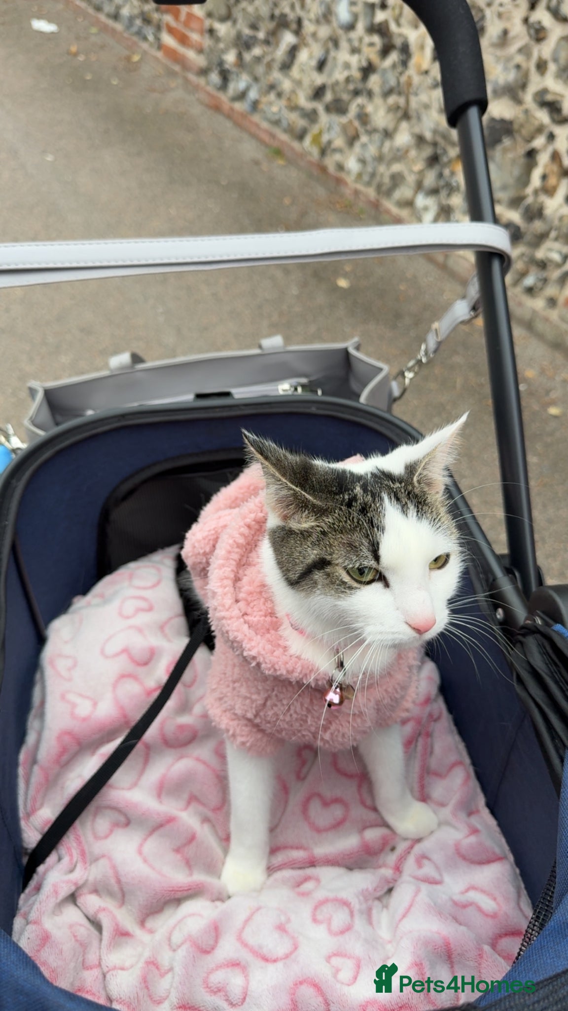 Mixed Breed cats Female cat for sale  - Advert 1