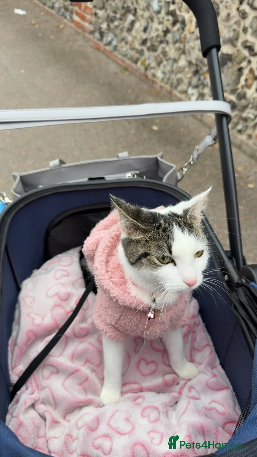 Mixed Breed cats for sale: Female cat for sale  in Margate - Advert 1