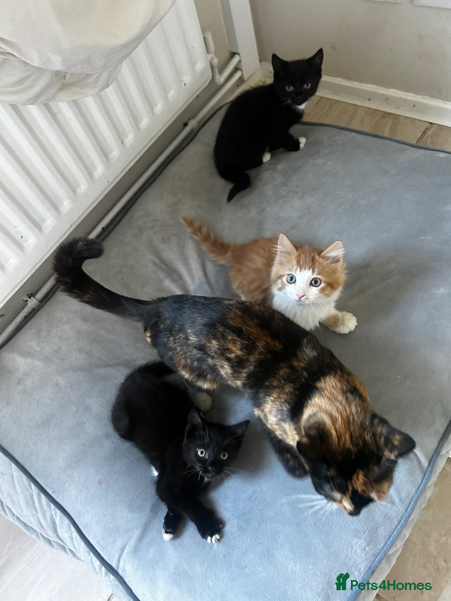 Mixed Breed cats 3 beautiful kittens  - Advert 1