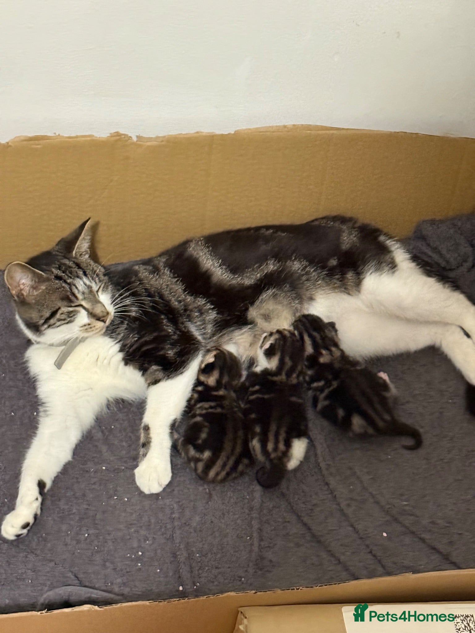British Longhair cats 3 kittens 2 boys 1 girl  - Advert 1