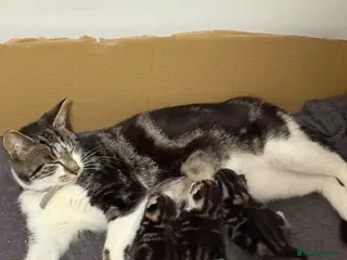 British Longhair cats 3 kittens 2 boys 1 girl - Advert 16