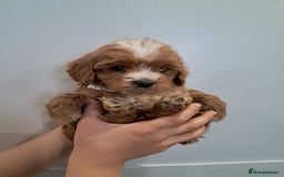 Cockapoo dogs for sale: 5* minature cockapoos - Image 2