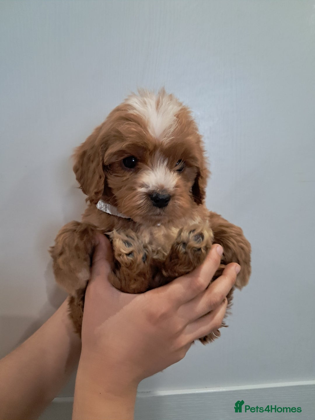 Cockapoo dogs for sale: 5* minature cockapoos - Image 2