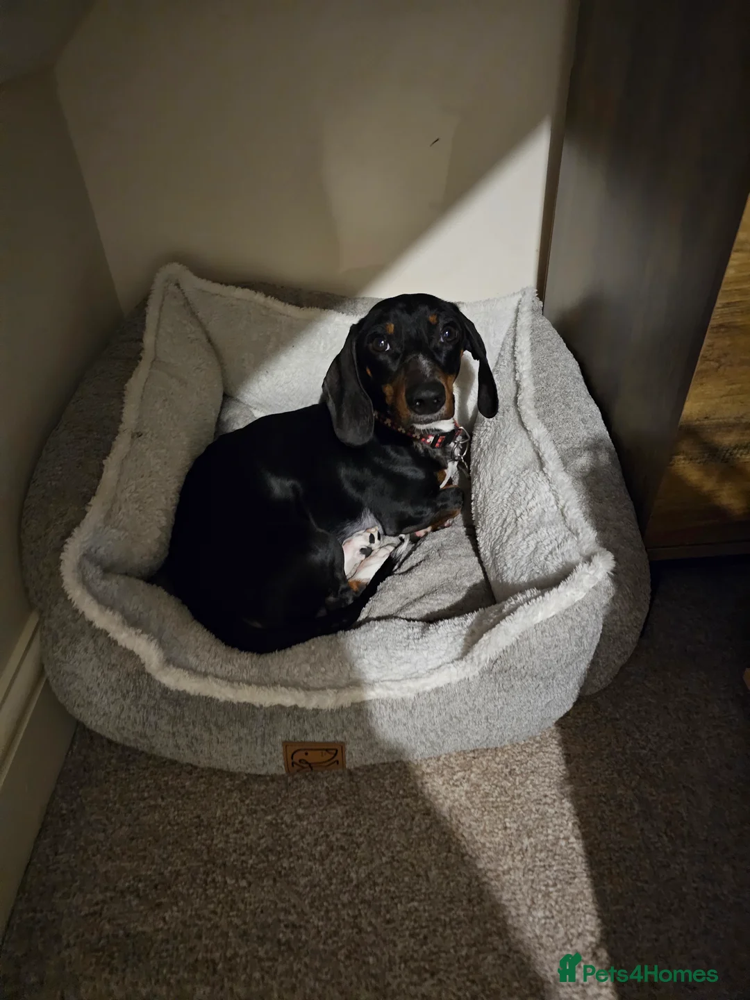 Dachshund dogs for sale: 2 and a half year old male dachshund  in Pershore - Advert 5