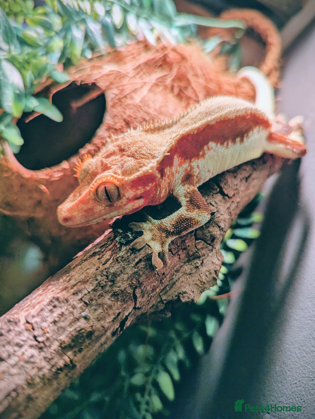 Gecko reptiles for sale: Red lilly white and tricolour crested gecko - Advert 1