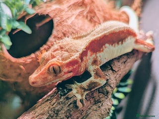 Gecko reptiles Red lilly white and tricolour crested gecko - Advert 11