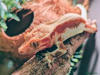 Gecko reptiles Red lilly white and tricolour crested gecko - Advert 10