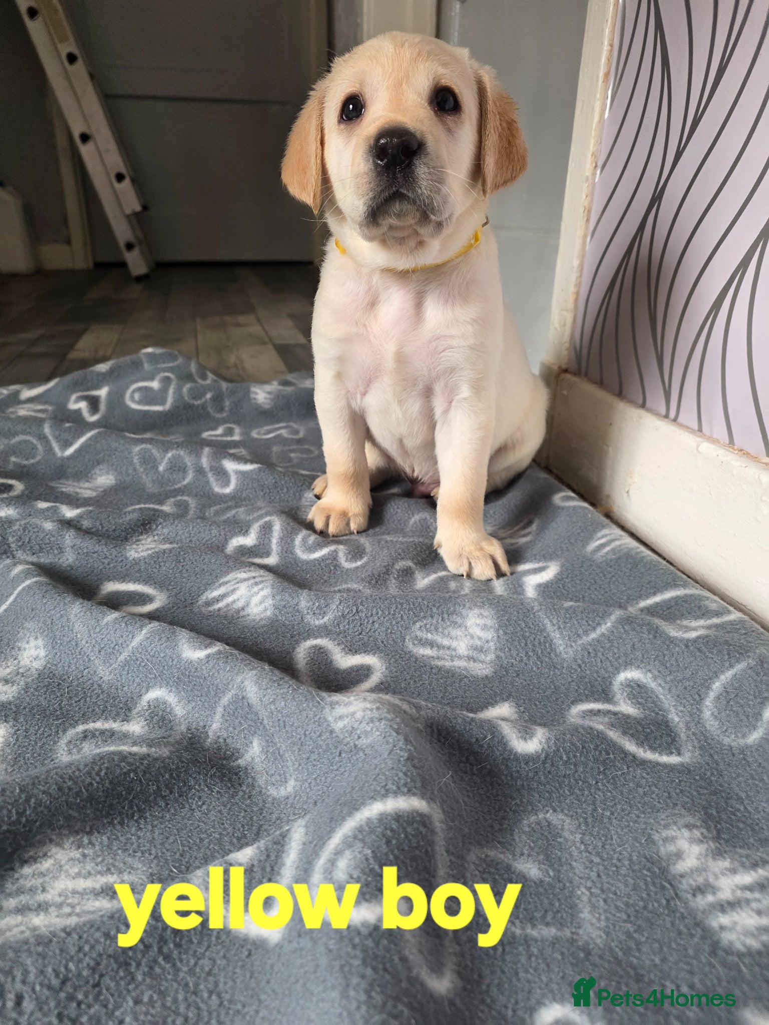 Labrador Retriever dogs Stunning golden labrador pups a girl plz read   - Advert 10