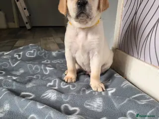 Labrador Retriever dogs Stunning golden labrador pups a girl plz read - Advert 10