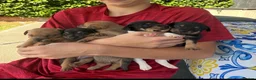 Jack Russell dogs for sale:  Jack Russell puppies for sale  - Advert 15