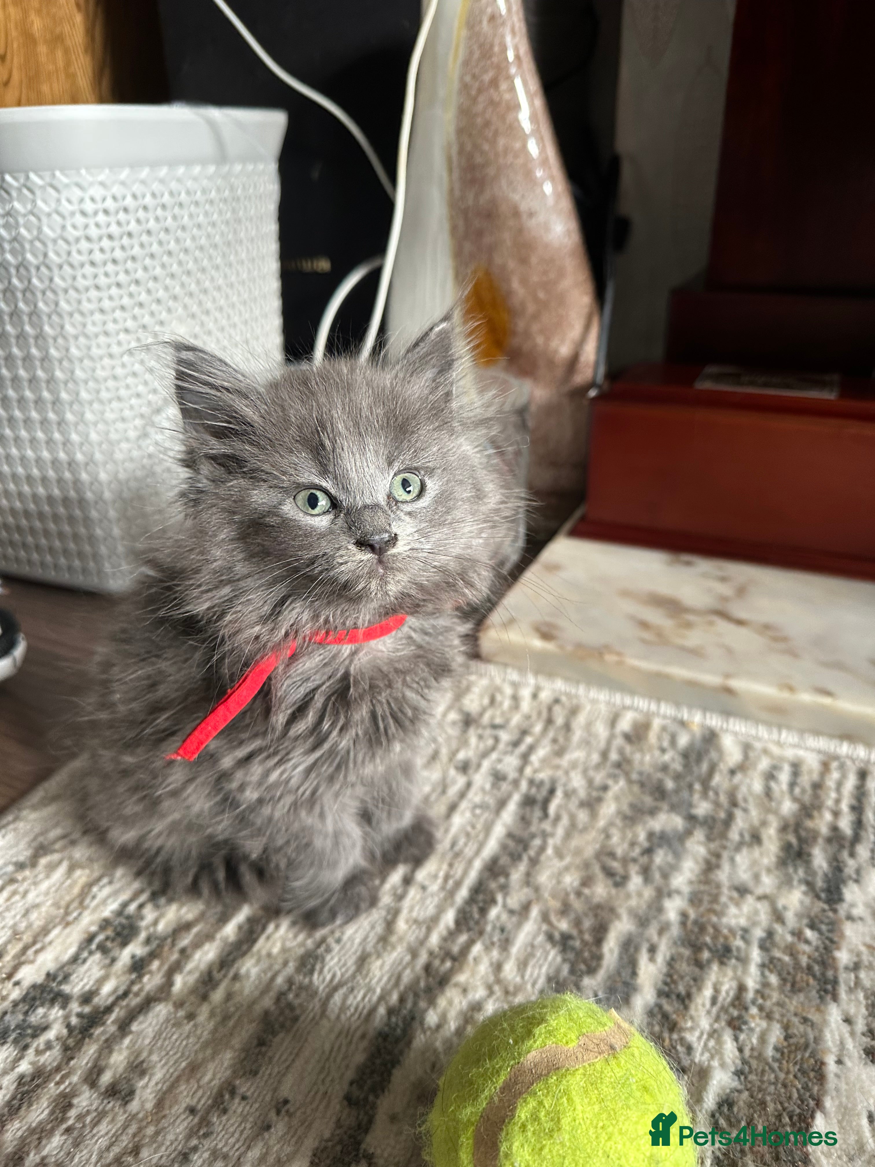 Maine Coon cats Mainecoons  - Advert 1