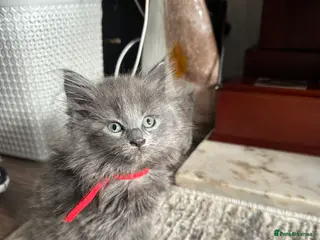 Maine Coon cats Mainecoons - Advert 4