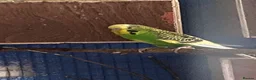 Budgerigars birds for sale: 2 pairs of budgies and 2 spare boys  - Advert 4