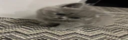 Mixed Breed cats for sale: Beautiful British shorthair/persian kittens - Advert 14