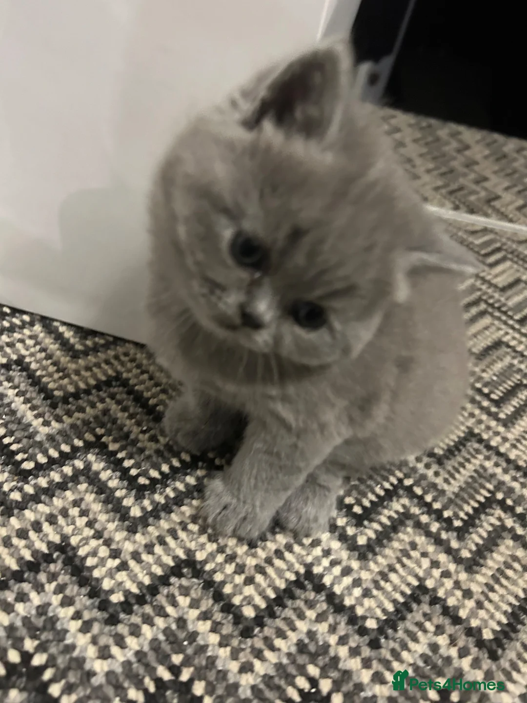 Mixed Breed cats for sale: Beautiful British shorthair/persian kittens - Advert 14