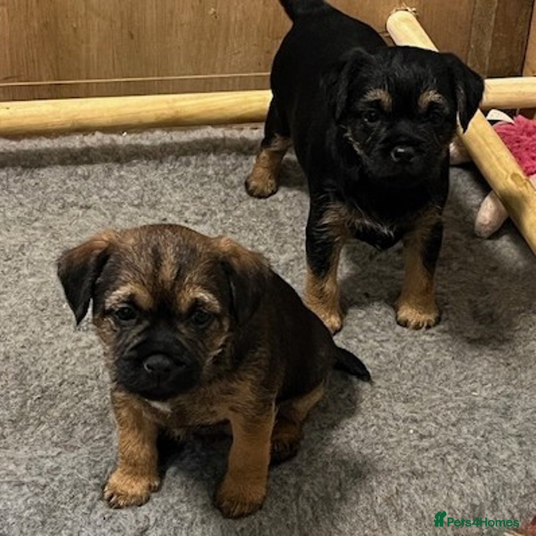 Border Terrier dogs for sale: 2 Beautiful Border Terrier Bitches - NOW RESERVED - Advert 5