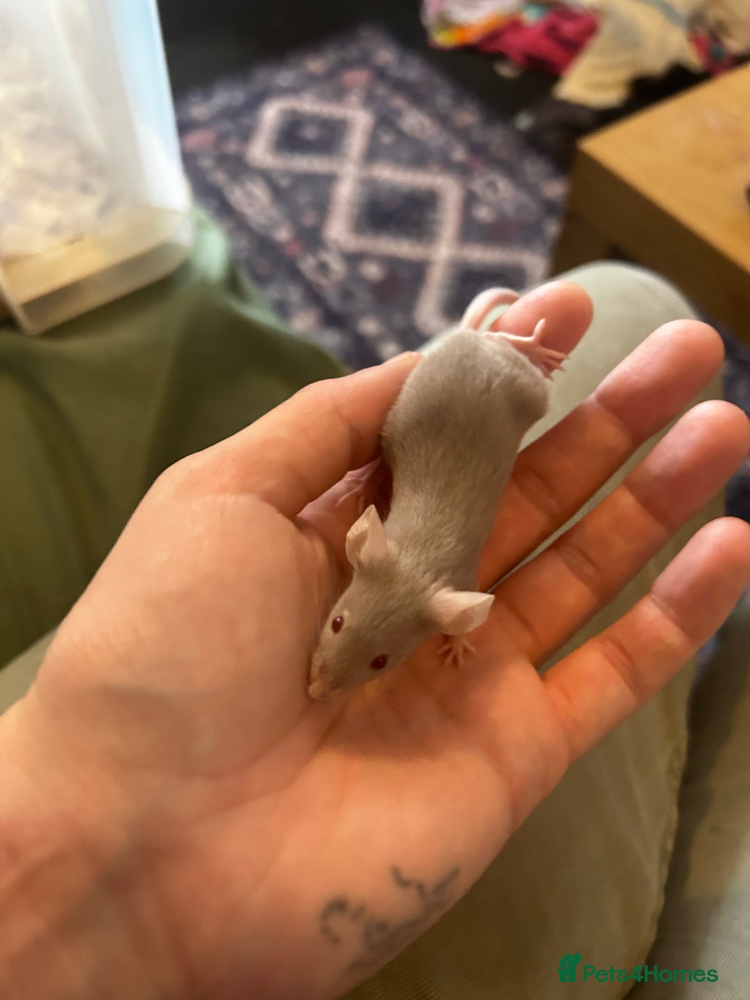 Mouse rodents for sale: All males on photos - Image 6