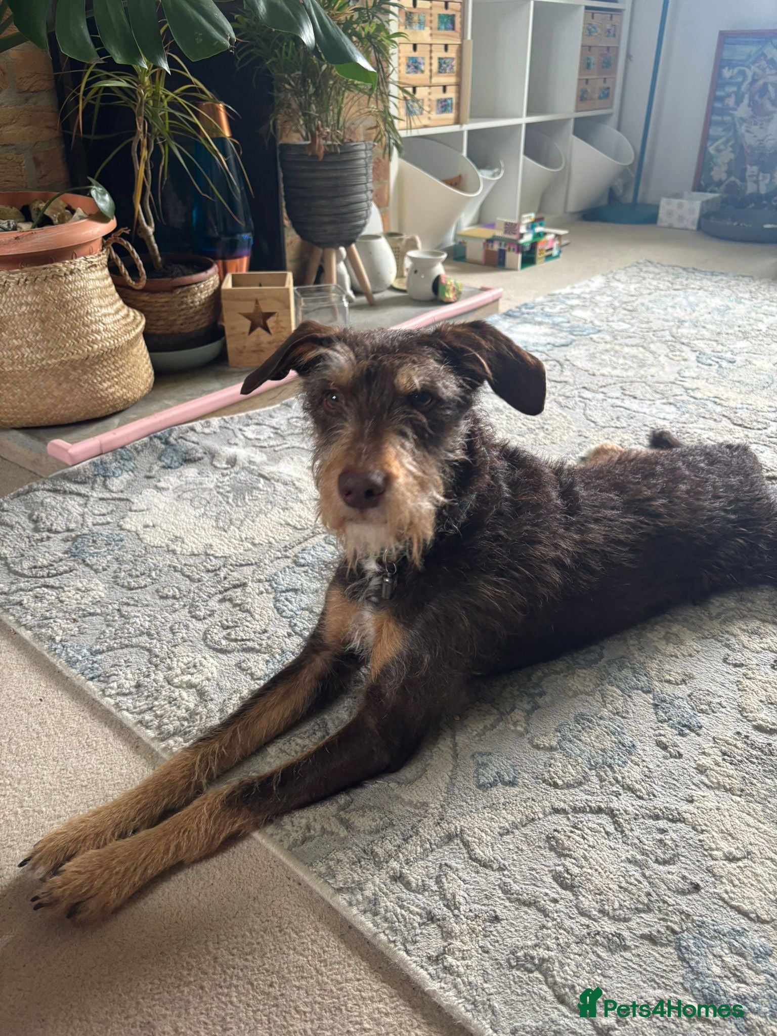 Mixed Breed dogs  URGENT 🚨 THREATS TO PUT TO SLEEP - Advert 1