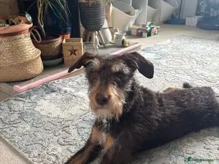 Mixed Breed dogs URGENT 🚨 THREATS TO PUT TO SLEEP - Advert 4
