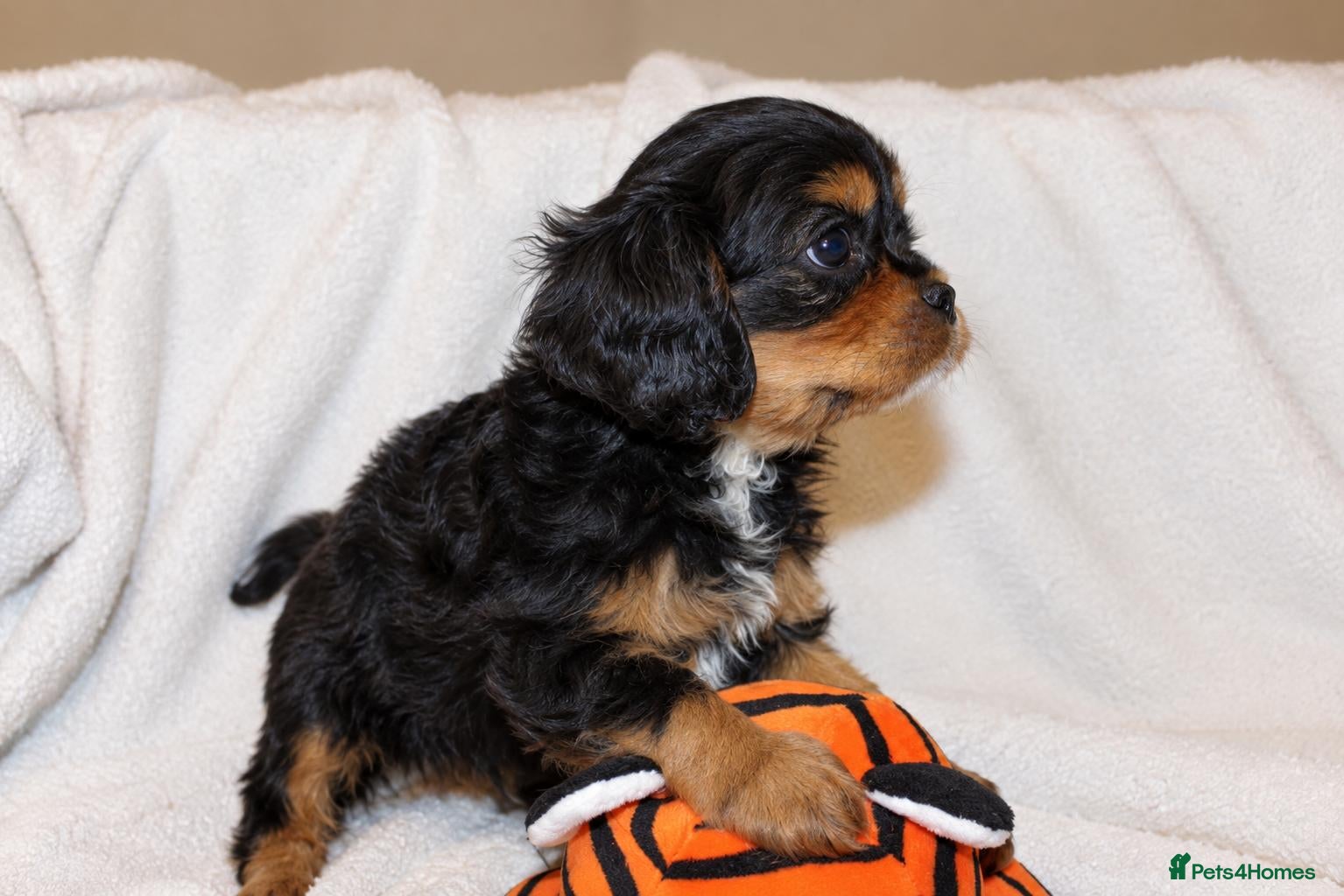 Cavalier King Charles Spaniel dogs for sale: Beautiful Cavalier King Charles Spaniel Puppies - Advert 10