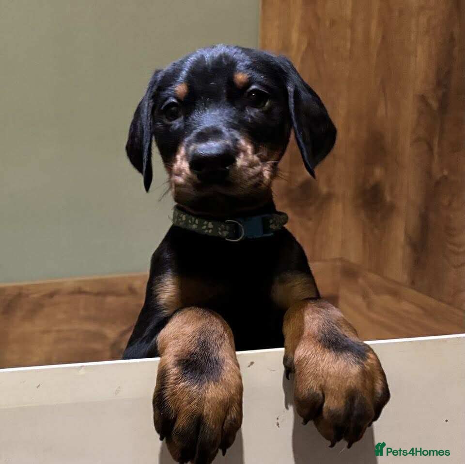 Dobermann dogs Stunning KC Dobermans champion bloodlines  - Advert 3