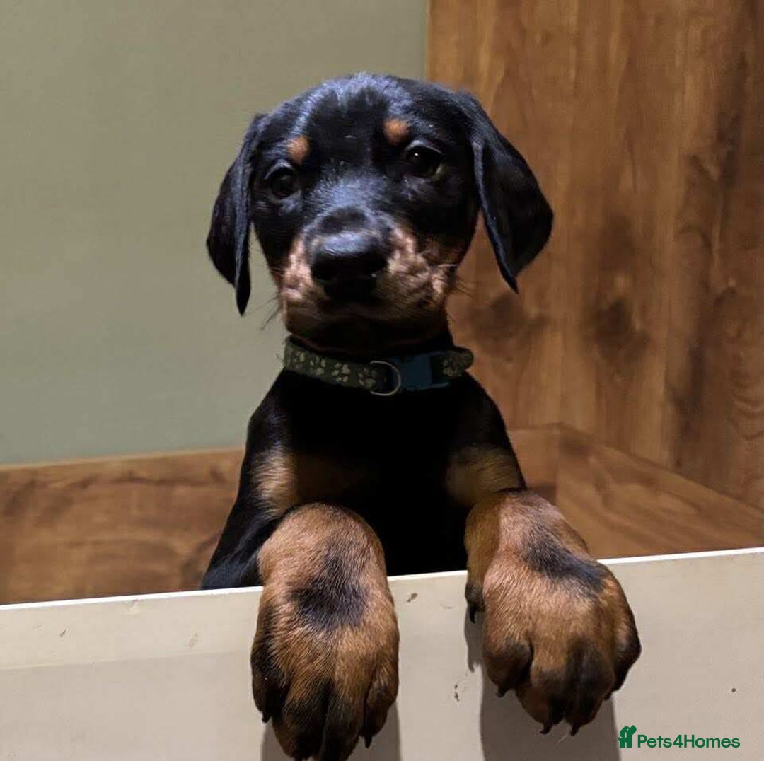 Dobermann dogs for sale: Stunning KC Dobermans champion bloodlines  - Advert 1