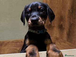 Dobermann dogs Stunning KC Dobermans champion bloodlines - Advert 5