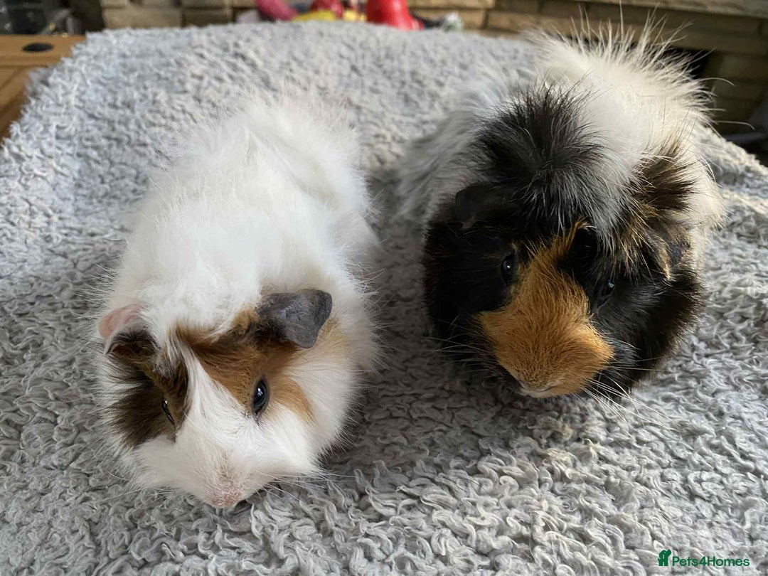 Guinea Pig rodents for sale: Adult and baby guinea pigs - Image 2