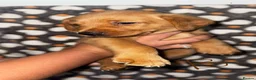 Labrador Retriever dogs for sale: Homebreed Red Fox Labrador Puppies  - Advert 4