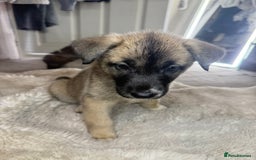 Mixed Breed dogs for sale: Akita/Belgian malenute puppy’s  - Image 15