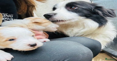 Border Collie dogs - Advert 3