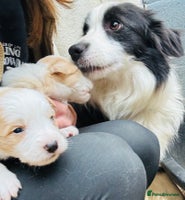 Border Collie dogs - Advert 4