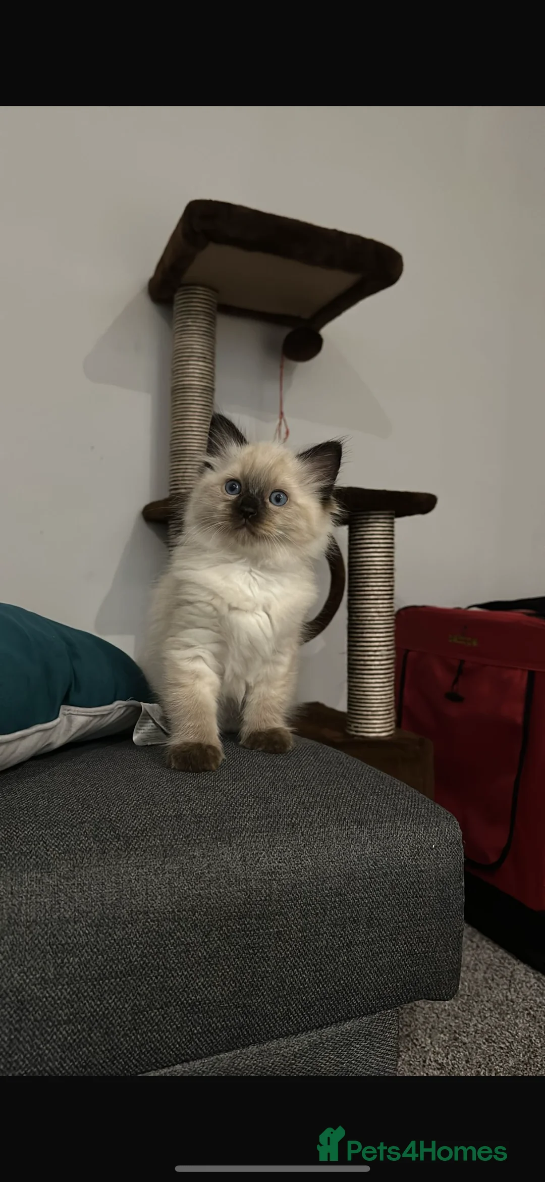 Ragdoll cats for stud: Beautiful Ragdoll Stud  - Advert 4