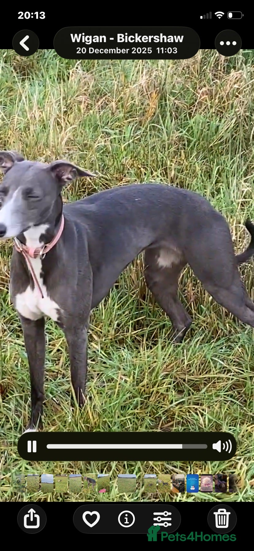 Whippet dogs NEW KIDS ON THE BLOCK /STUNNING  RKC LITTER  - Advert 10