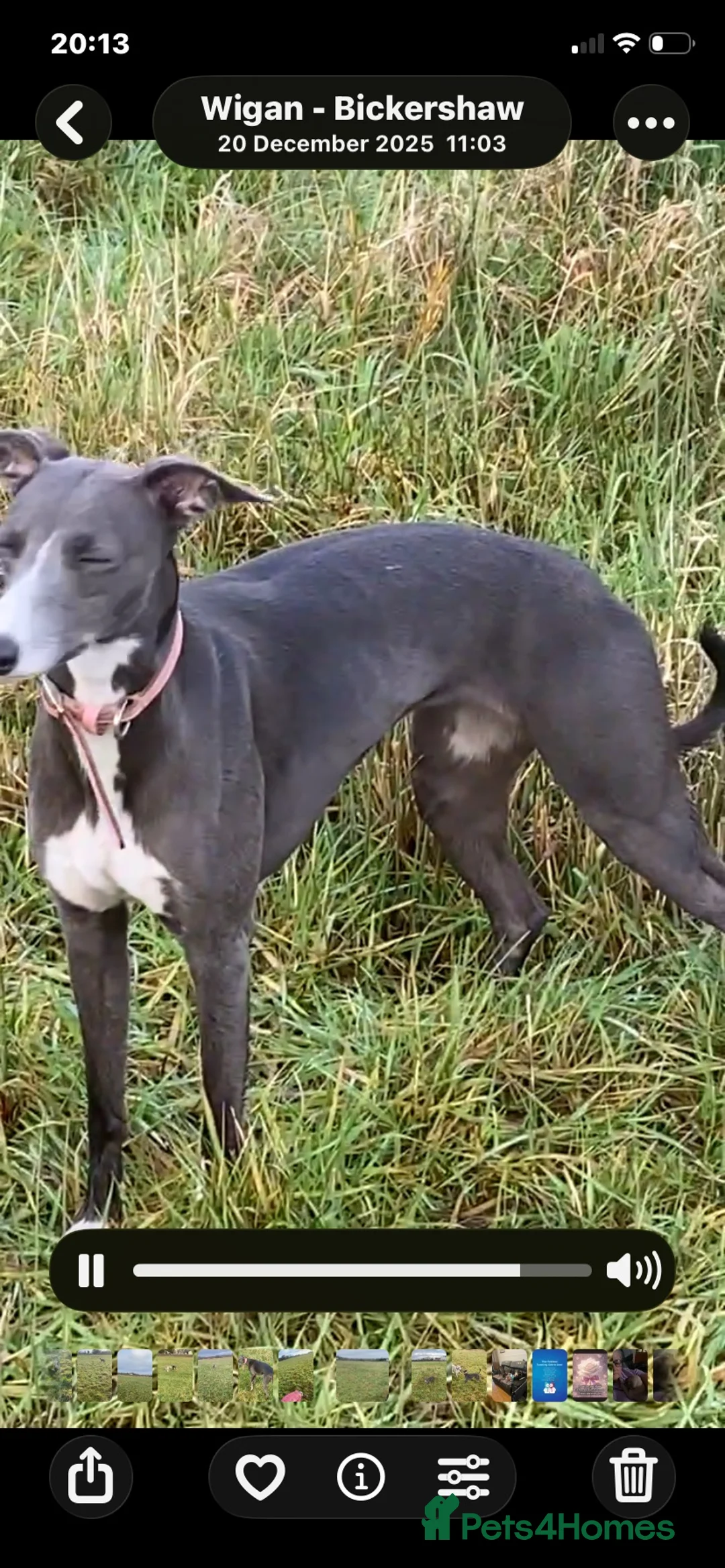 Whippet dogs for sale: NEW KIDS ON THE BLOCK /STUNNING  RKC LITTER  - Advert 1